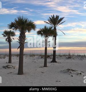 Palme sulla spiaggia al tramonto, Pensacola spiaggia, Santa Rosa, Florida, Stati Uniti Foto Stock