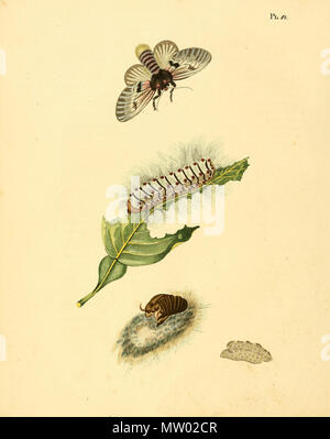 . Illustrazione di: Megalopyge lanata (come syn. Phalaena citri) . 1848. Jan Sepp (1778 - 1853) 551 Sepp-Surinaamsche vlinders - pl 012 piastra Megalopyge citri Foto Stock