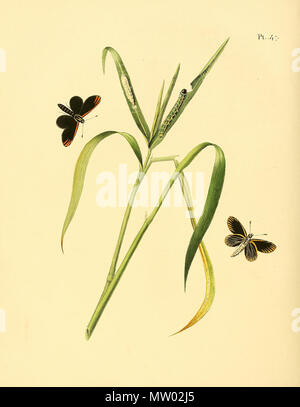 . Illustrazione di: unidentified butterfly, descritto come Papilio menes. 1848. Jan Sepp (1778 - 1853) 551 Sepp-Surinaamsche vlinders - pl 047 piastra desc. Come Papilio menes Foto Stock