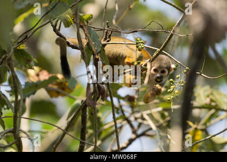 Adulto comune di Scimmia di scoiattolo, Saimiri sciureus, negli alberi lungo il fiume Pacaya, Loreto, Perù Foto Stock