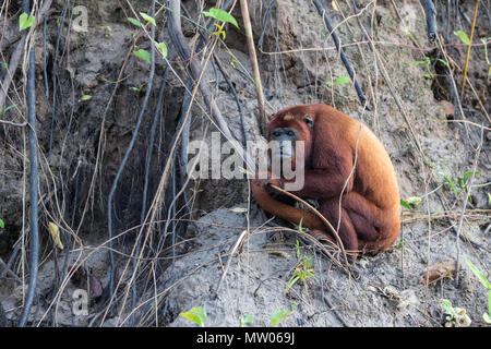 Rosso per adulti scimmia urlatrice, Alouatta Alouatta, San Miguel Cano, Loreto, Perù Foto Stock