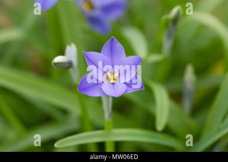 Ipheion 'Jessie' Fiore. Foto Stock