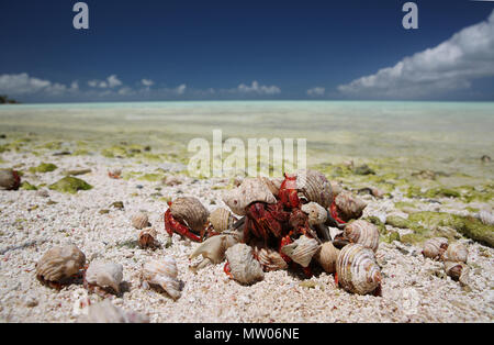 Fragola paguri di mangiare il granchio di terra, Isola di Natale, Kiribati Foto Stock