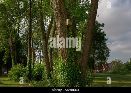 29 maggio 2018   una bat box altissimo in una crepa willow tree entro Bruche Park, Warrington, Cheshire, Inghilterra, Regno Unito Foto Stock