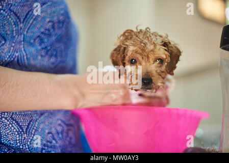 Wet curly brown cucciolo di cane. Cane di lavaggio service Foto Stock