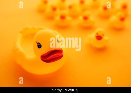 Le papere di gomma nel concetto di leadership, giallo duck portando avanti la sua anatroccoli, il fuoco selettivo Foto Stock