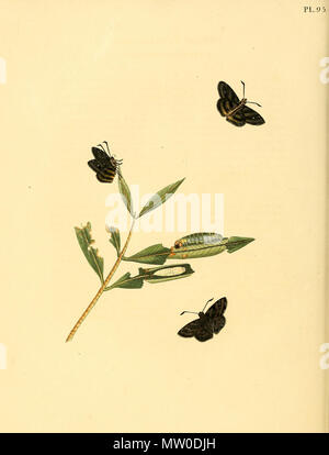 . Illustrazione di: unidentified butterfly, descritto come Papilio tetrastigma . circa 1850. Jan Sepp (1778 - 1853) 551 Sepp-Surinaamsche vlinders - pl 095 piastra come descr Papilio tetrastigma Foto Stock