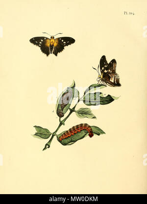 . Illustrazione di: unidentified butterfly, descritto come Papilio idas (questo non è Plebejus idas, vedi illustrazione) . 1852. Jan Sepp (1778 - 1853) 551 Sepp-Surinaamsche vlinders - pl 104 piastra descr. Come Papilio idas Foto Stock