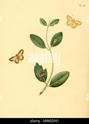 . Illustrazione di: unidentified butterfly, descritto come Papilio mammae . 1852. Jan Sepp (1778 - 1853) 551 Sepp-Surinaamsche vlinders - pl 113 piastra descr. Come Papilio mammae Foto Stock