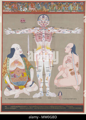 70.3/5477 593 Blue Beryl-Anatomy punti vulnerabili Foto Stock