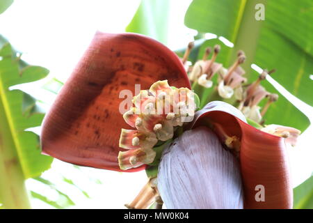 Banana Flower con cuore di banana e giovani le banane Foto Stock