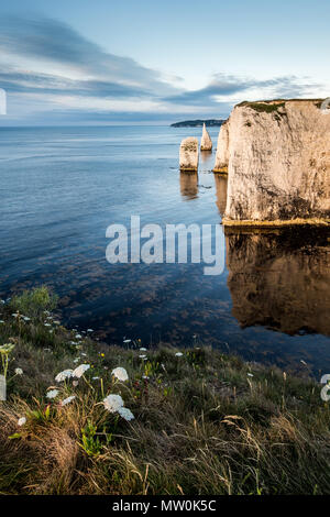 Old Harry Rocks su Jurassic Coast nel Dorset. Anche parte della costa del sud-ovest il percorso Foto Stock