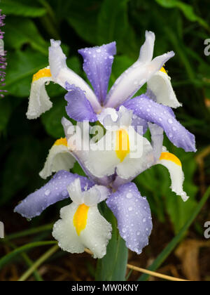 Cade in bianco e azzurro standard dell'estate precoce fioritura olandese iris, Iris x hollandica 'Silvery bellezza' Foto Stock