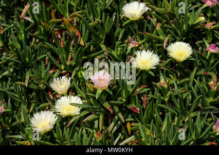 Carpobrotus edulis (Hottentot fig) cresce sulle rive del Jersey, Isole del Canale Foto Stock