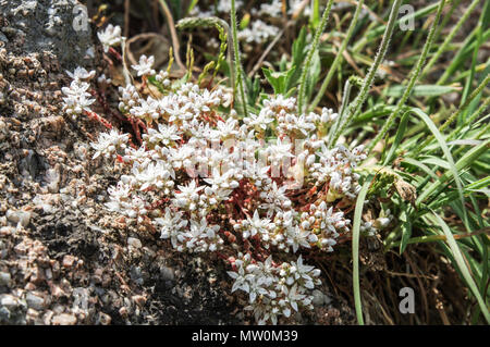 Dolce di fiori bianchi di inglese Stonecrop (Sedum anglicum) crescente su e rocce intorno Portelet Bay - Jersey, Isole del Canale Foto Stock