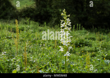 Stupenda farfalla-orchidea sulla collina Wolstonbury - South Downs, West Sussex Foto Stock