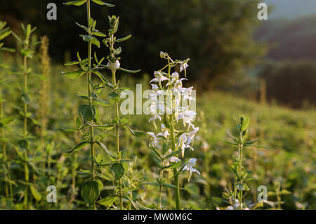 Stupenda farfalla-orchidea sulla collina Wolstonbury - South Downs, West Sussex Foto Stock