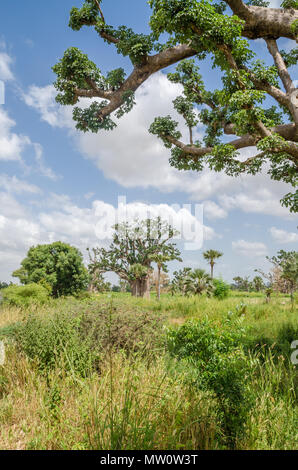 African baobabs tra erba lunga contro nuvoloso cielo blu sul campo nelle zone rurali del Senegal, Africa. Foto Stock