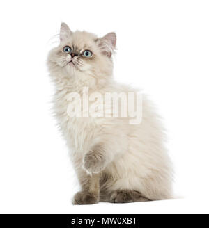 British Longhair gattino pawing fino, guardando in alto, 5 mesi di età, isolato su bianco Foto Stock