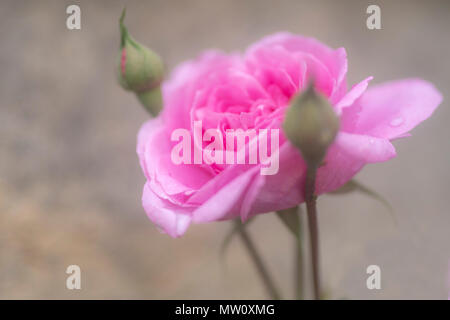 Una rosa peonia rosa crescente fino a un muro Foto Stock