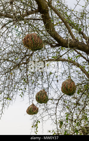 Elaborare tessitore africana nidi di uccelli appesi da albero spinoso in Senegal, Africa. Foto Stock