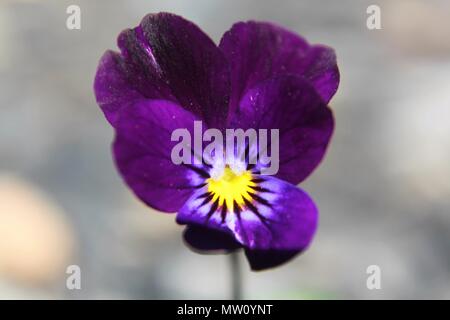 Violetta africana Foto Stock