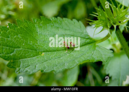 In prossimità dei due formiche rosse su una foglia verde Foto Stock