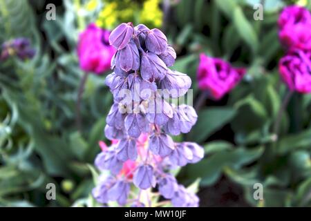 Fiori viola da vicino con altri fiori in background al di fuori della messa a fuoco Foto Stock