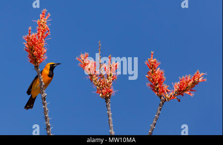 Incappucciati Rigogolo con fioriture Ocotillo Foto Stock