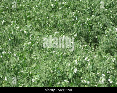 Fioritura di piselli in campo. Fioritura di legumi. Fiori di piselli. Foto Stock