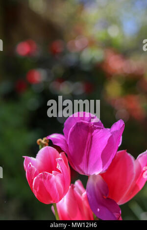 Tulipano rosa e viola brillante testa contro un giardino di primavera soleggiato Foto Stock