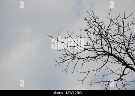 Ebano sparso di foglie in giardino Foto Stock