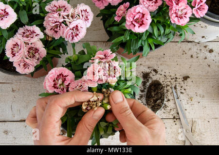 Vista dall'alto di mani femminili avendo cura di rosa fiori di garofano sul tavolo di legno, concetti - un fioraio, professione, hobby, small business, giardinaggio Foto Stock