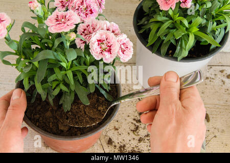 Vista dall'alto di mani femminili avendo cura di rosa fiori di garofano sul tavolo di legno, concetti - un fioraio, professione, hobby, small business, giardinaggio Foto Stock