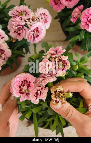 Vista dall'alto di mani femminili avendo cura di rosa fiori di garofano sul tavolo di legno, concetti - un fioraio, professione, hobby, small business, giardinaggio Foto Stock