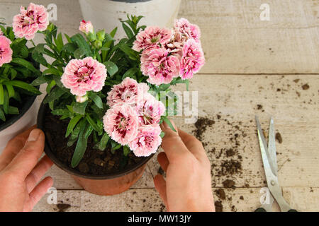 Vista dall'alto di mani femminili avendo cura di rosa fiori di garofano sul tavolo di legno, concetti - un fioraio, professione, hobby, small business, giardinaggio Foto Stock