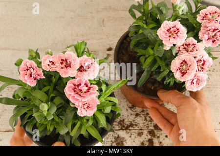 Vista dall'alto di mani femminili avendo cura di rosa fiori di garofano sul tavolo di legno, concetti - un fioraio, professione, hobby, small business, giardinaggio Foto Stock