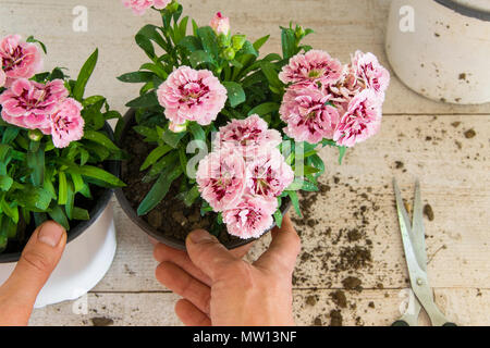 Vista dall'alto di mani femminili avendo cura di rosa fiori di garofano sul tavolo di legno, concetti - un fioraio, professione, hobby, small business, giardinaggio Foto Stock