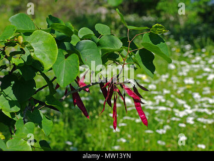 Cercis siliquastrum, la giuda-tree, con capsule di seme,famiglia fabaceae Foto Stock