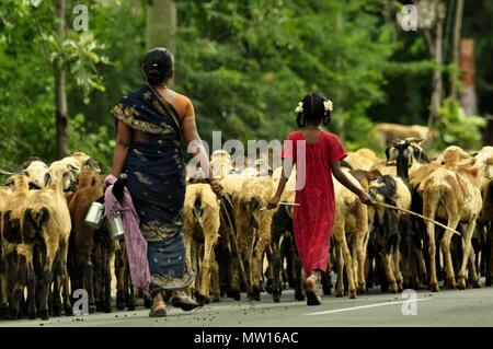 Indiano e il bambino indiano in abiti tradizionali guardia di un gregge di capre su una strada nel Sud India Kerala Foto Stock