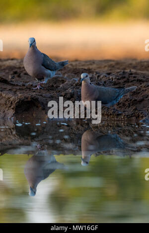 Cape Tortore a Mashatu Foto Stock