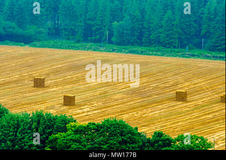 Vedi - panorama - agricoltura - campagna - Warminster Foto Stock