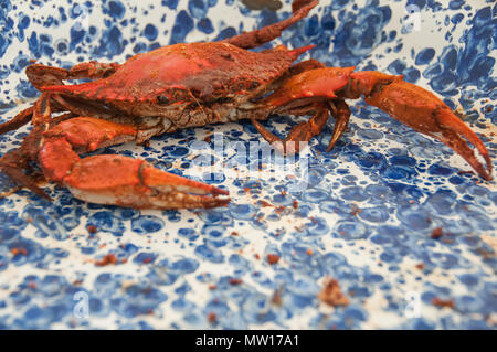 Una cotta maryland crab con il vecchio bay il condimento su un blu e bianco piastra di spruzzi Foto Stock