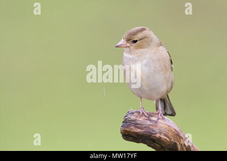 Femmina (fringuello Fringilla coelebs) sotto la pioggia con un bellissimo sfocati sullo sfondo verde. Prese a Larrabetzu (Bizkaia, Paese Basco). Foto Stock