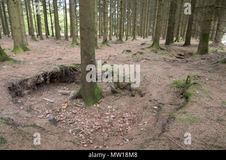 Bois Jacques foxholes nella foresta delle Ardenne vicino a Foy Belgio Foto Stock