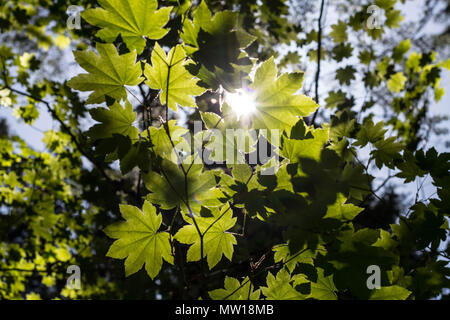 Vite di acero creep verso la luce del sole in una densa foresta di Marion forche, Oregon Foto Stock