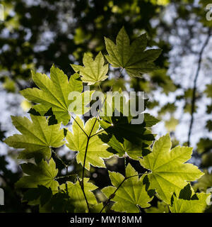 Vite di acero creep verso la luce del sole in una densa foresta di Marion forche, Oregon Foto Stock