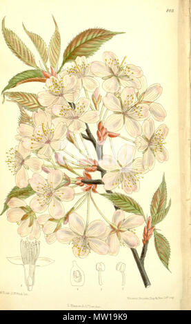 . Prunus sargentii, Rosacee . 1911. M.S. del., J.N.Fitch lith. 504 Prunus sargentii 137-8411 Foto Stock