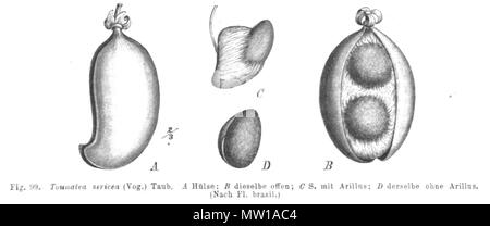 . Illustrazione dal libro . 1891. Paolo Hermann Wilhelm Taubert (1862-1897) 582 Swartzia sericea Taub99 Foto Stock