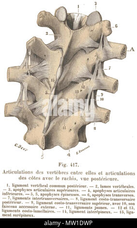 . Inglese: ticulations des vertèbres entre elles et articolazioni des côtes avec le racliis, vue postérieure. -13,,ligamenvtertébraclommupnostérieu-r. 2,lamesvertébrales. inféraiepuorpeh-sy.5se,a5srt,iculairessupérieure-s. 4,apophysaersticulaires -7,ligamenitnstearptroapnhsyvseeérsspainire-eus8s,,e-s. 6,apophystersansverses. postérieur-. 9,ligamenctosto-translvigearsmaeirnectosto-transversaire faisceaauccessoireexterne.-11,ligamenstuspérieuar,vec10,figlio ligamentcsosto-lamellai-res1.i-,il legamento jaunes.-12et 13, mentsurépineux. interépineu-x.15,ligaveine . 2 novembre 2013, 10:30:17. Testut, Léo ( Foto Stock